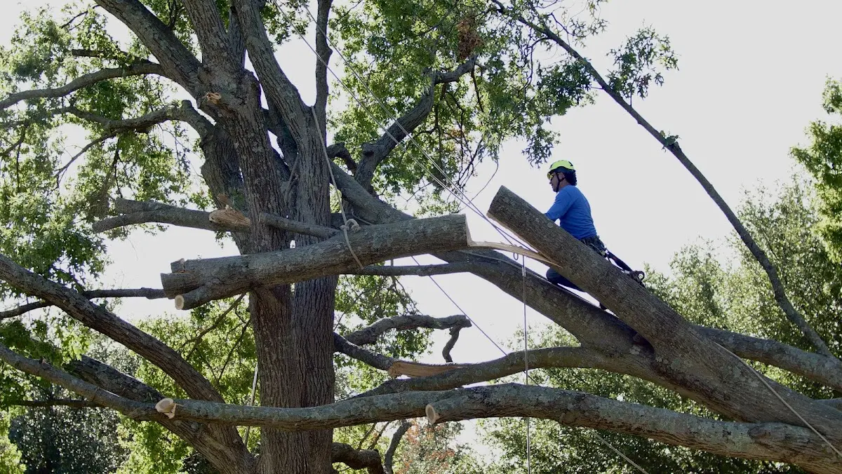 Professional Crown Thinning performed by certified arborists in Barling