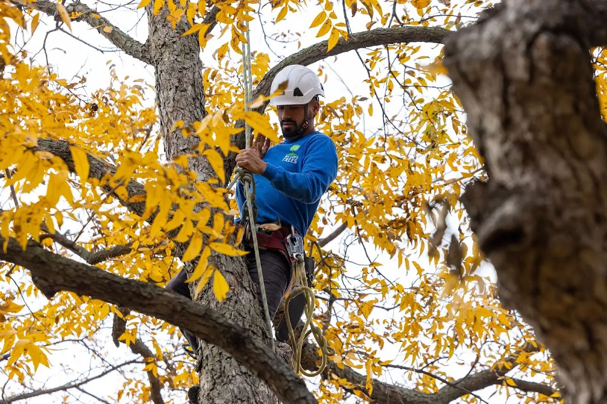 Skilled Tree Transplanting crew working in Barling